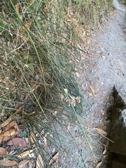 Juncus patens