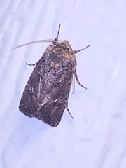 Lacinipolia renigera