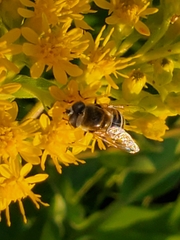 Eristalis stipator
