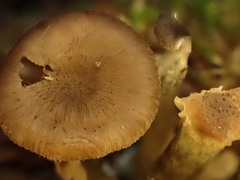 Pseudoarmillariella ectypoides