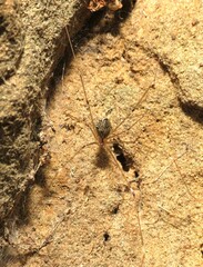 Crossopriza lyoni