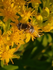 Eristalis stipator