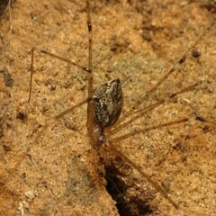 Crossopriza lyoni