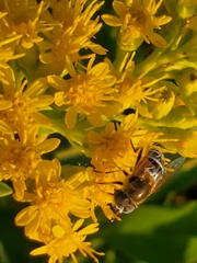 Eristalis stipator