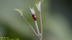 Physosmaragdina nigrifrons