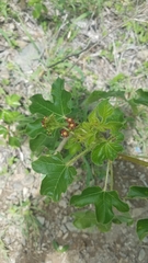Jatropha gossypiifolia