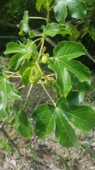 Jatropha gossypiifolia
