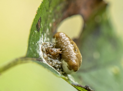 Mastophora phrynosoma
