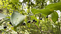 Polygonatum