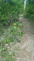 Jatropha gossypiifolia