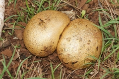 Pisolithus arhizus