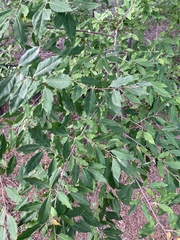 Elaeagnus umbellata