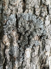 Physconia subpallida