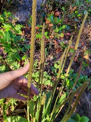 Plantago subnuda