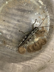 Melanoplus ponderosus