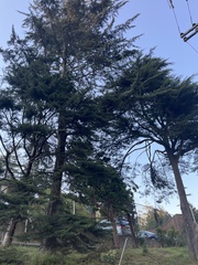 Cupressus macrocarpa