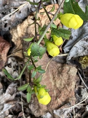 Aureolaria flava