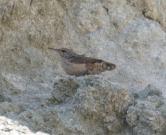 Salpinctes obsoletus