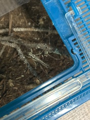 Melanoplus ponderosus