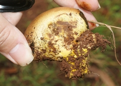 Pisolithus arhizus