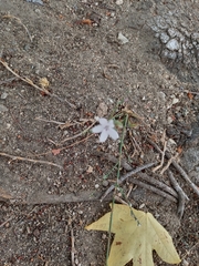 Stephanomeria pauciflora