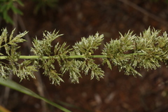 Eragrostis variabilis