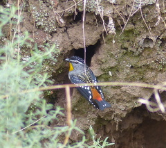 Pardalotus punctatus