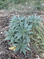 Echium pininana