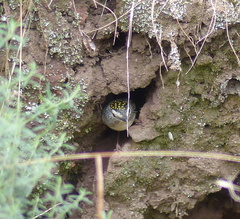 Pardalotus punctatus