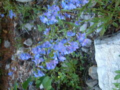 Penstemon albertinus