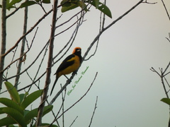 Icterus auricapillus