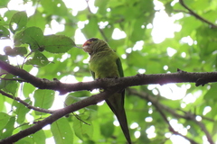 Eupsittula canicularis