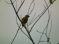 Icterus auricapillus
