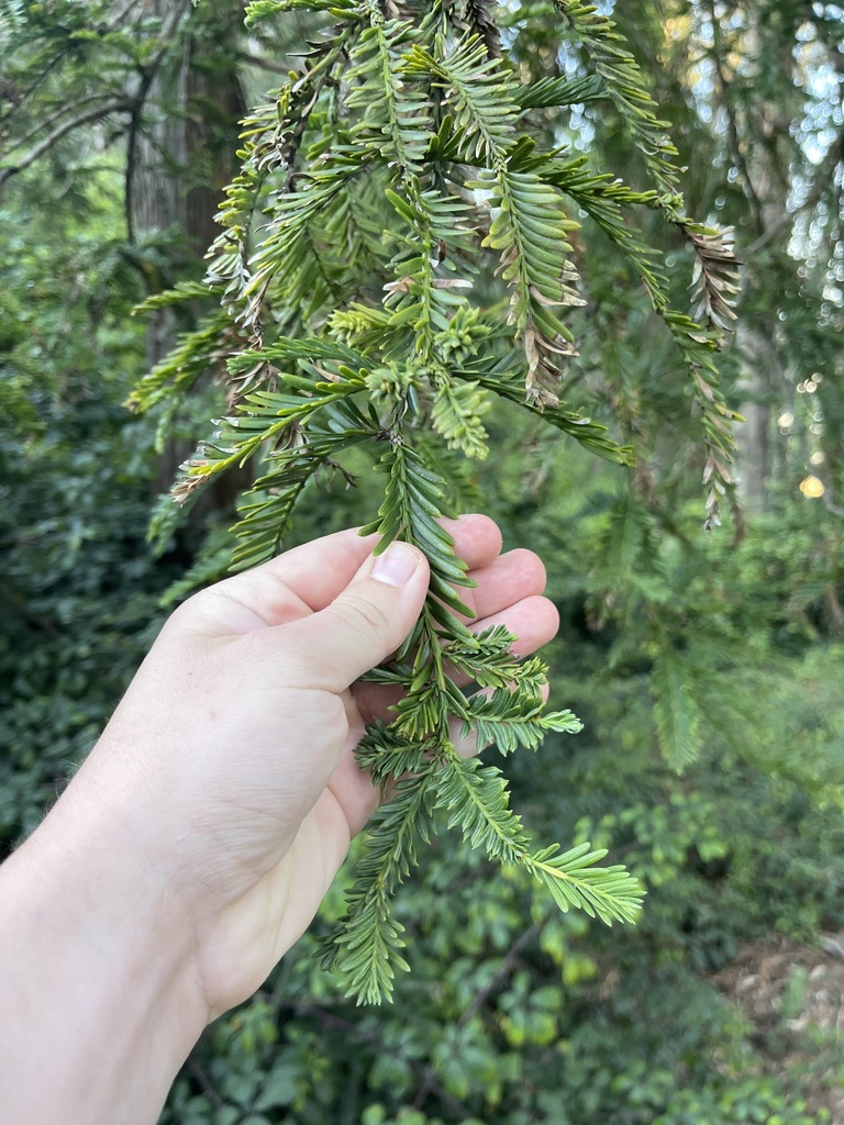 coast redwood from Johnstone Dr, San Francisco, CA, US on September 08
