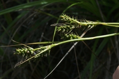 Carex wahuensis