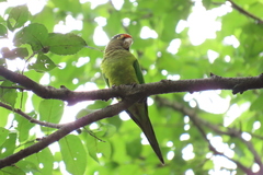 Eupsittula canicularis