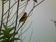 Icterus auricapillus