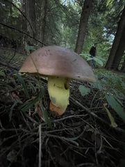 Boletus sensibilis