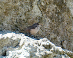 Salpinctes obsoletus