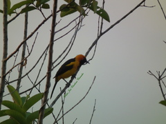 Icterus auricapillus