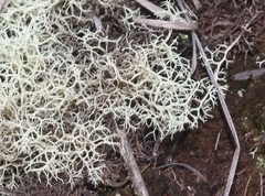 Cladonia confusa