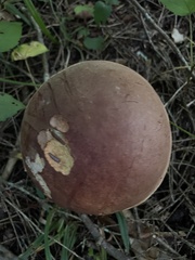 Boletus sensibilis