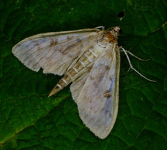 Herpetogramma aquilonalis
