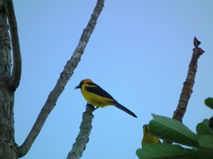 Icterus auricapillus