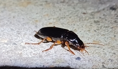 Pseudoophonus