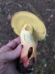 Boletus sensibilis