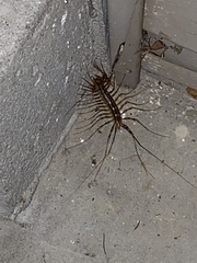 Scutigera coleoptrata
