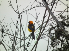 Icterus auricapillus