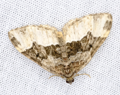 Euphyia intermediata