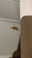 Camptonotus carolinensis